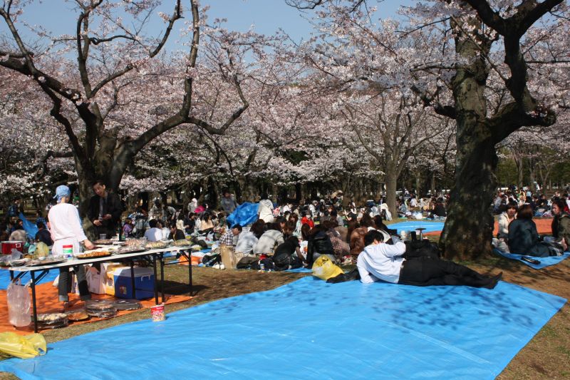 cách ngắm hoa hanami như người nhật bản